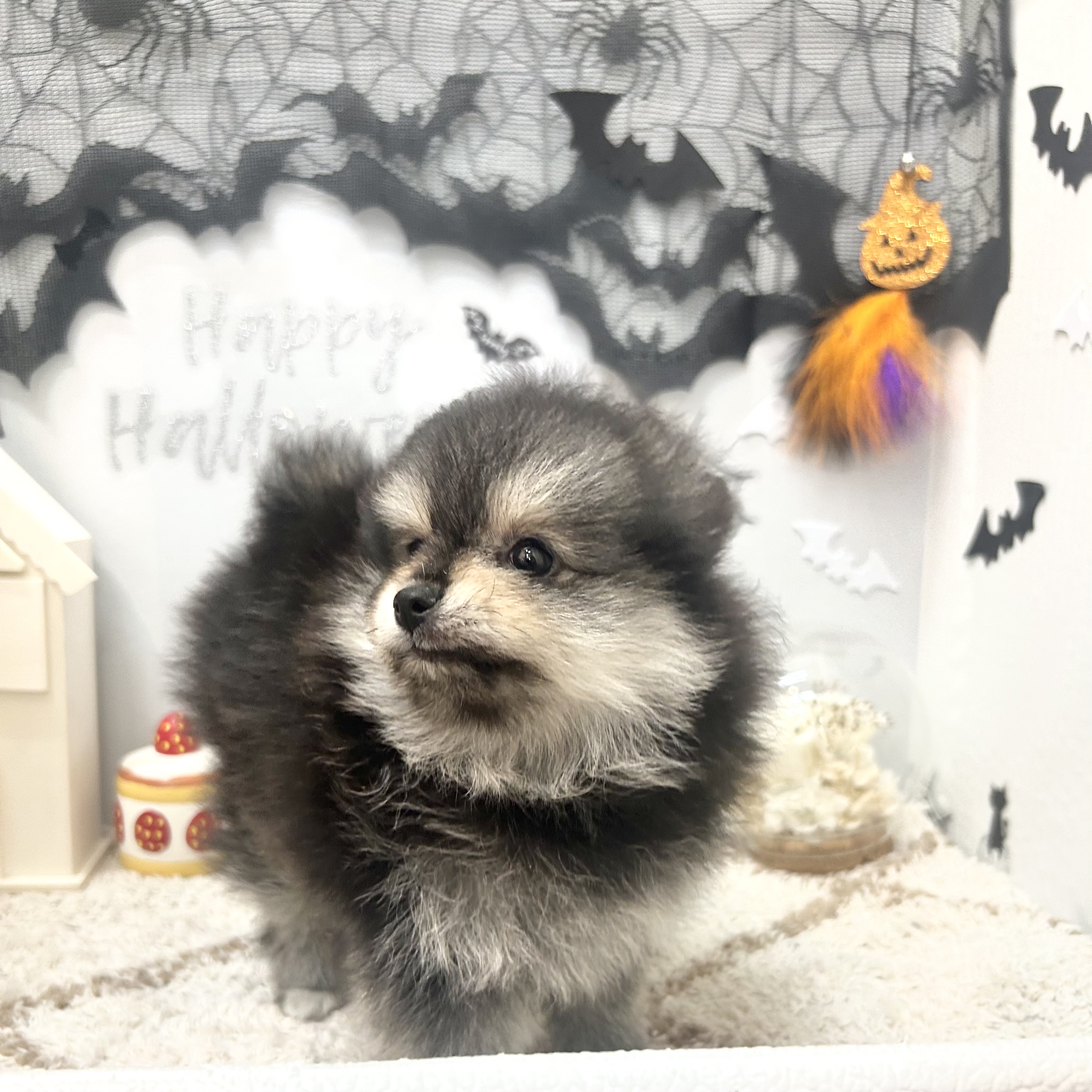 静岡県のポメラニアン (犬の家＆猫の里プレ葉ウォーク浜北店/2026年8月20日生まれ/女の子/ブラックタン)の子犬の4枚目の画像