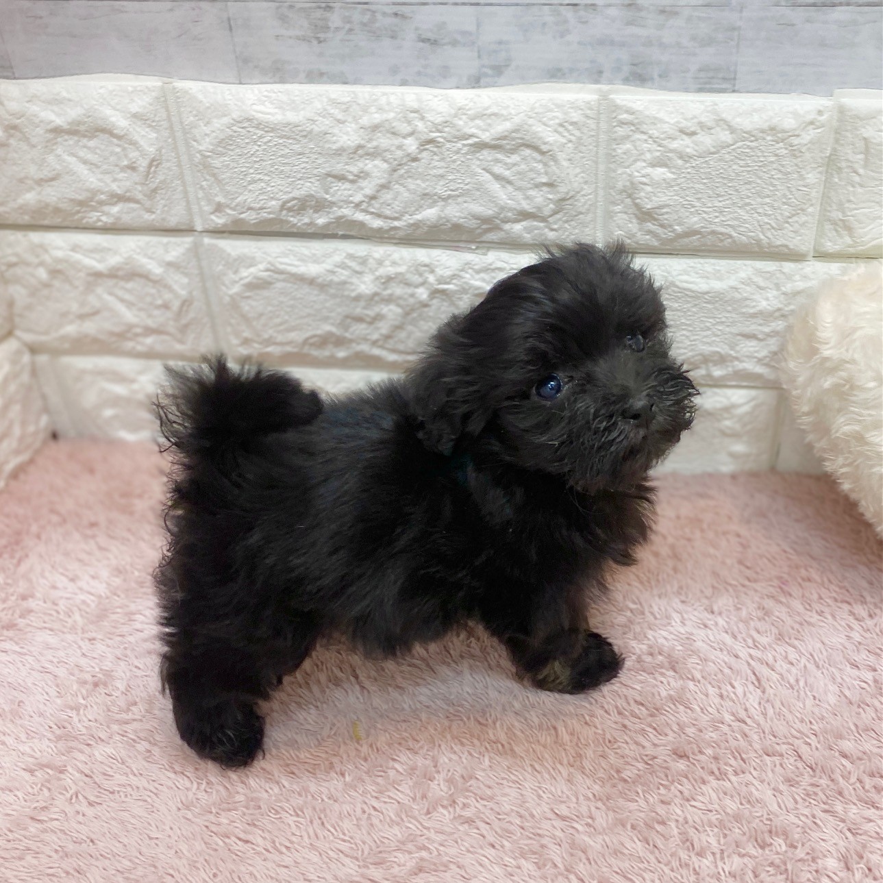 静岡県のマルプー(マルチーズ×プードル) (犬の家＆猫の里プレ葉ウォーク浜北店/2026年5月5日生まれ/男の子/シルバー)の子犬の4枚目の画像
