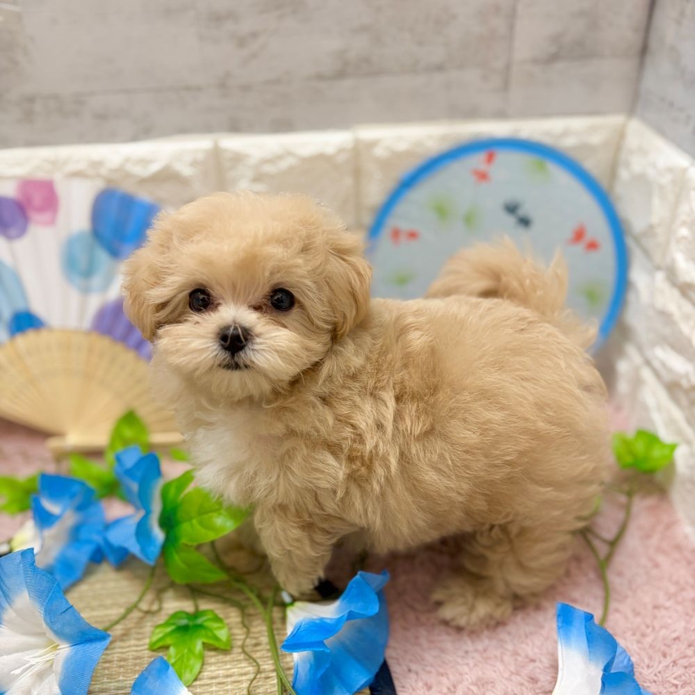 静岡県のマルプー(マルチーズ×プードル) (犬の家＆猫の里プレ葉ウォーク浜北店/2026年5月24日生まれ/男の子/クリーム)の子犬の4枚目の画像