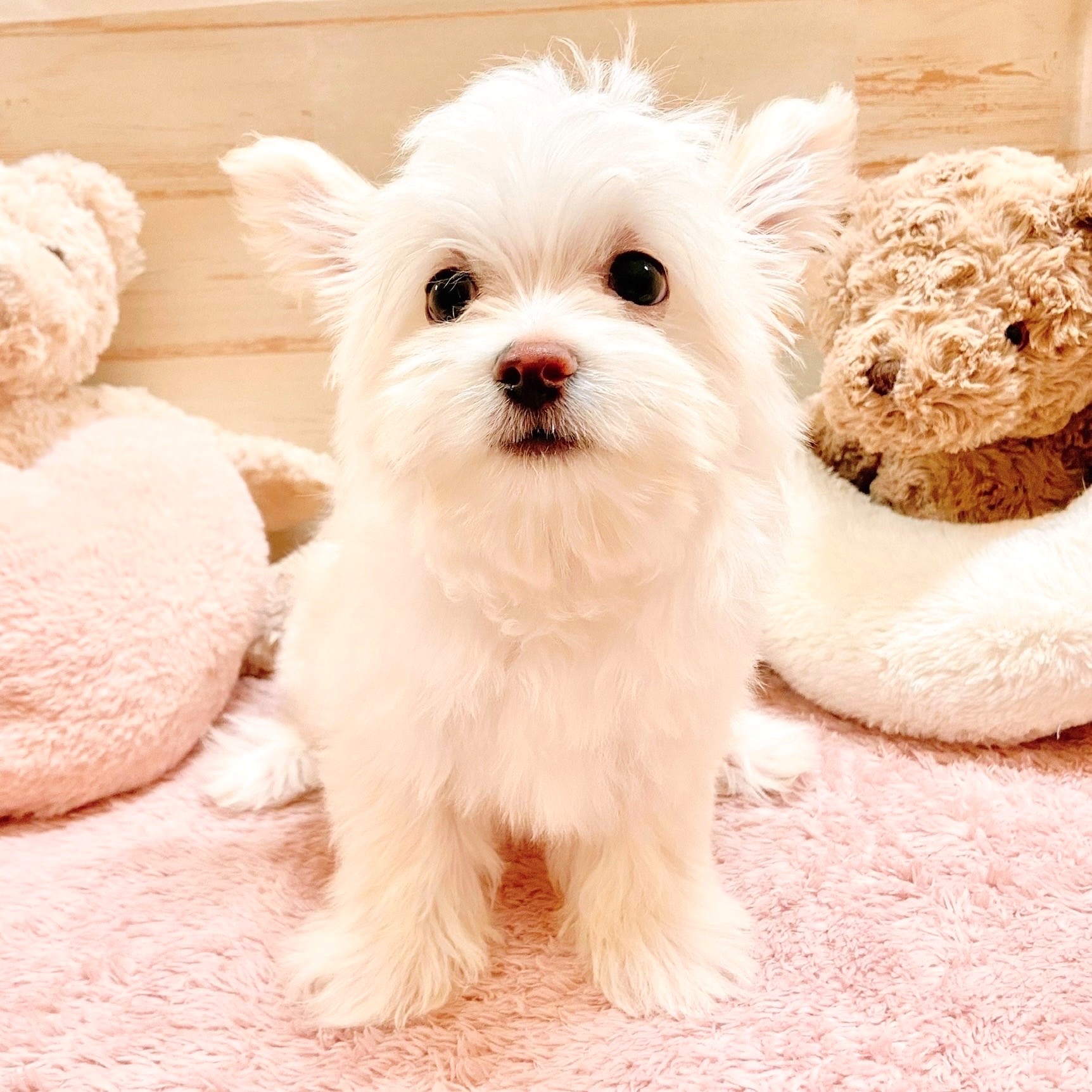 兵庫県のチワマル/マルチワ(チワワ×マルチーズ) (犬の家＆猫の里神戸店/2025年9月11日生まれ/男の子/クリーム)の子犬の1枚目の画像