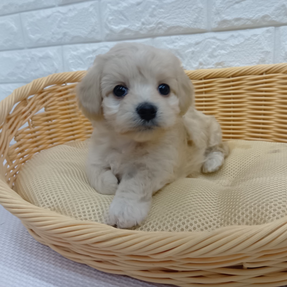 愛知県のマルックス(マルチーズ×ダックス) (犬の家＆猫の里MEGAドン・キホーテ東海名和店/2026年1月9日生まれ/女の子/クリーム)の子犬の4枚目の画像