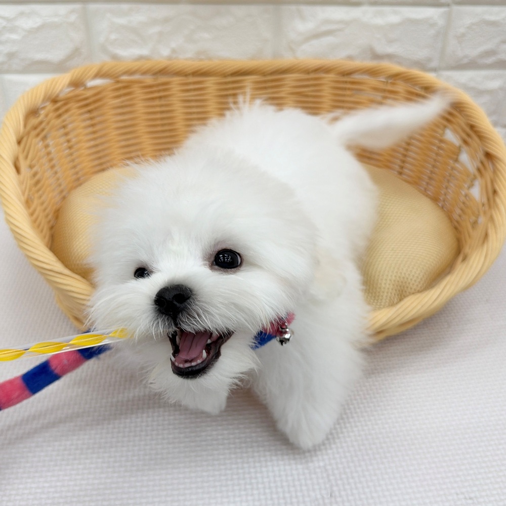 愛知県のハーフ犬・ミックス犬 (犬の家＆猫の里MEGAドン・キホーテ東海名和店/2026年2月5日生まれ/男の子/ホワイト)の子犬の4枚目の画像