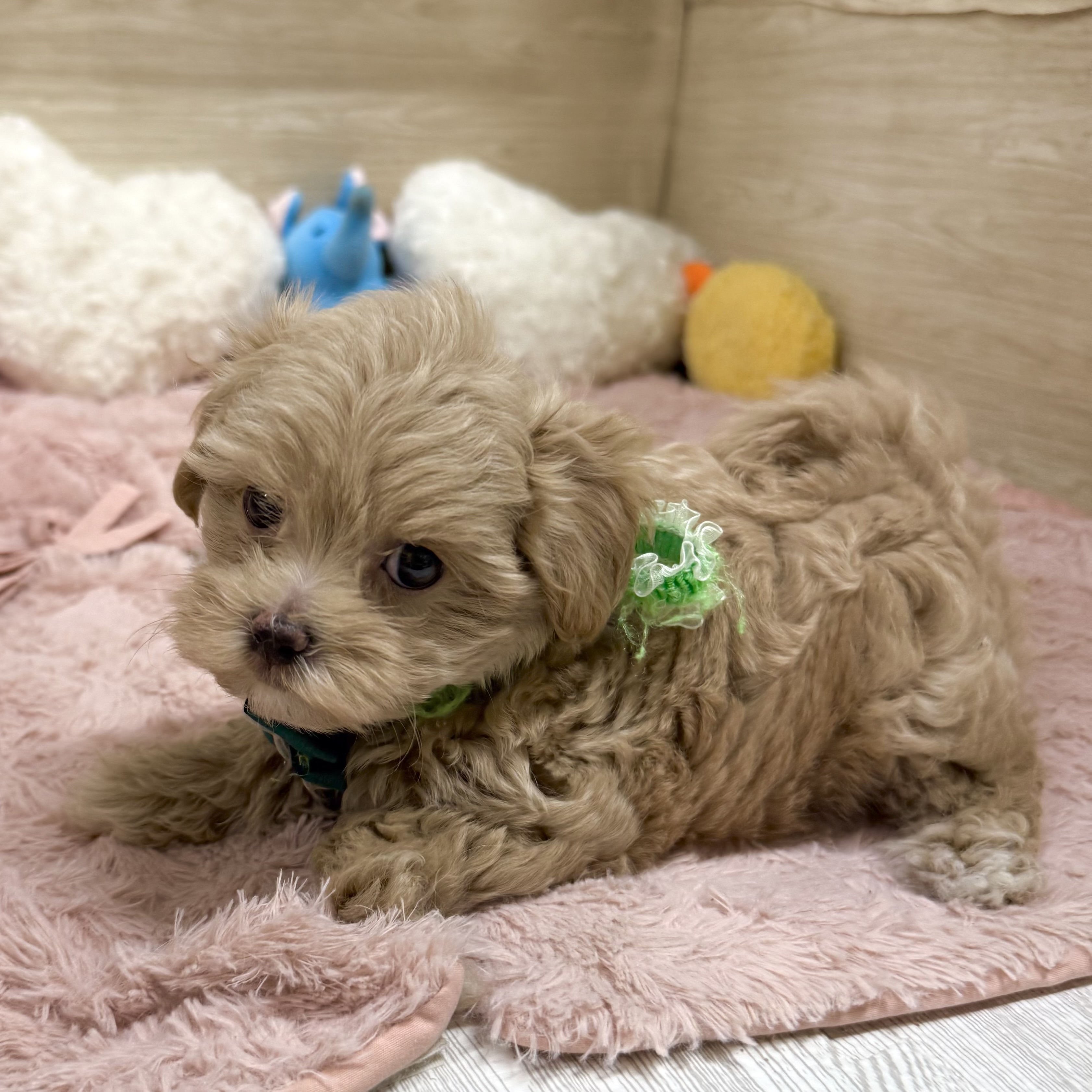 大阪府のマルプー(マルチーズ×プードル) (犬の家＆猫の里そよら東岸和田店/2026年6月7日生まれ/女の子/クリーム)の子犬の4枚目の画像