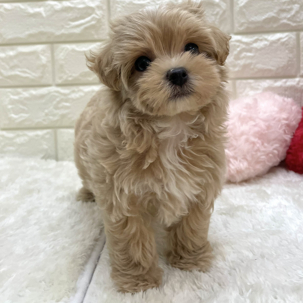 愛知県のマルプー(マルチーズ×プードル) (犬の家＆猫の里アミーゴ神の倉店/2026年8月19日生まれ/女の子/アプリコット)の子犬の4枚目の画像