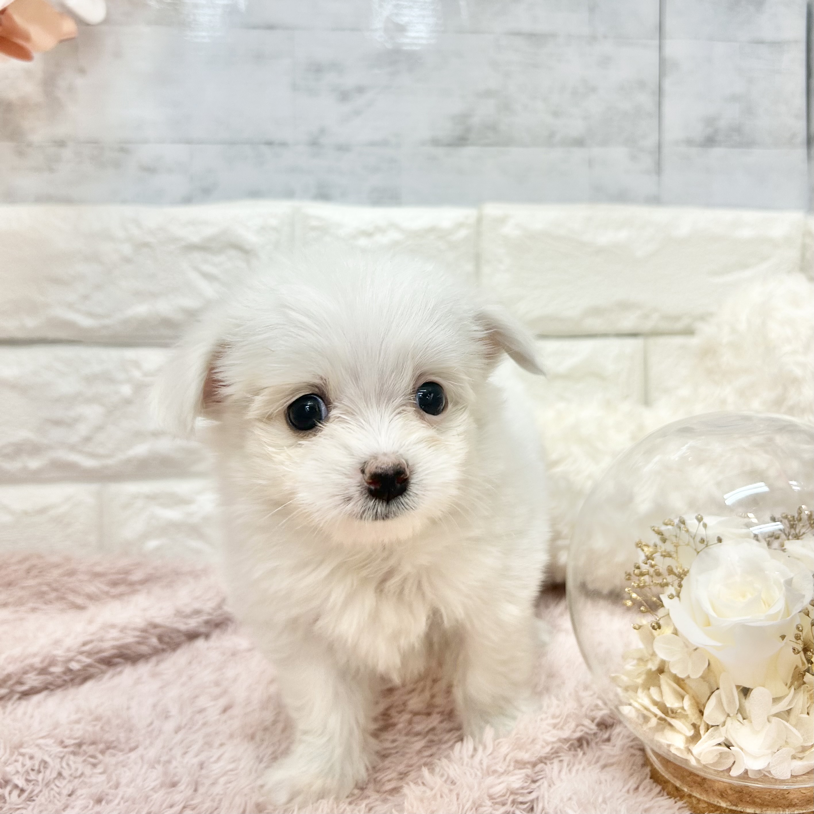 静岡県のポメマル/マルポメ(ポメラニアン×マルチーズ) (犬の家＆猫の里プレ葉ウォーク浜北店/2026年7月12日生まれ/女の子/クリーム)の子犬の4枚目の画像