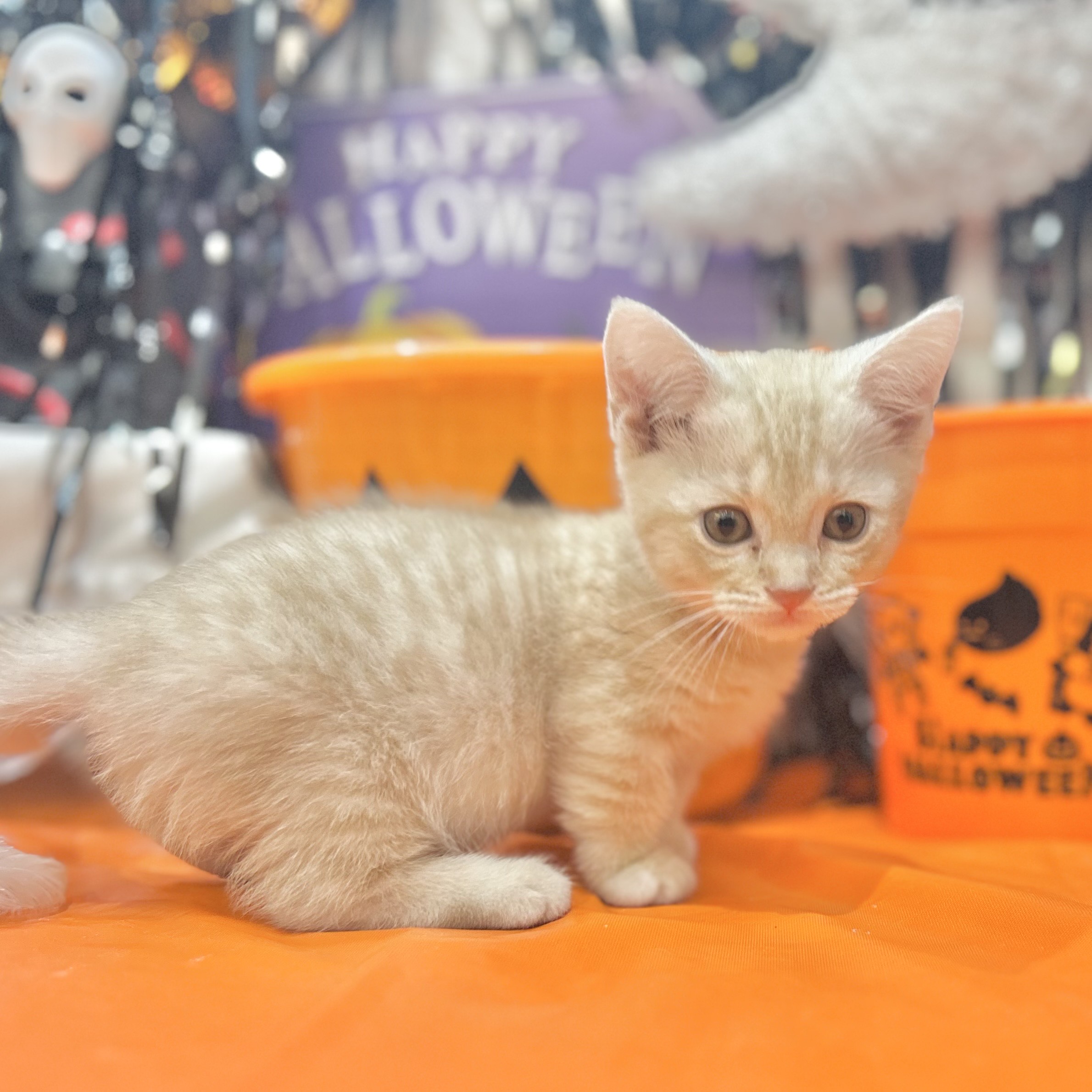 岡山県のマンチカン (犬の家＆猫の里倉敷店/2025年8月16日生まれ/男の子/クリームマッカレルタビー)の子猫の4枚目の画像
