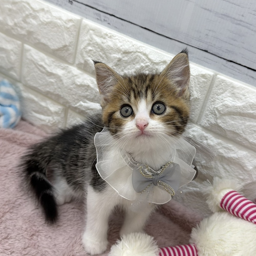 静岡県のマンチカン (犬の家＆猫の里アミーゴ浜松和田店/2026年7月27日生まれ/男の子/ブラウンタビーホワイト)の子猫の4枚目の画像