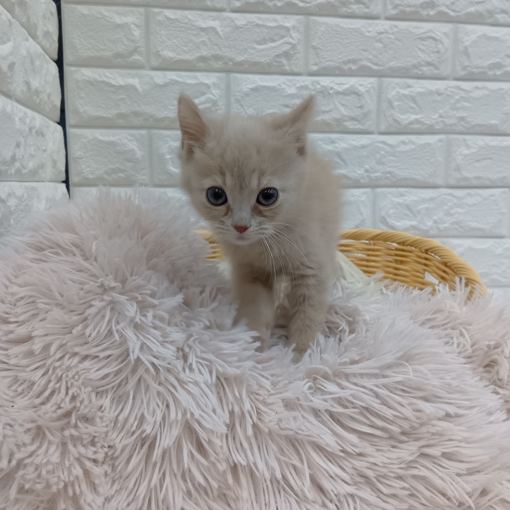 愛知県のマンチカン (犬の家＆猫の里MEGAドン・キホーテ東海名和店/2026年1月18日生まれ/男の子/クリームタビーホワイト)の子猫の4枚目の画像