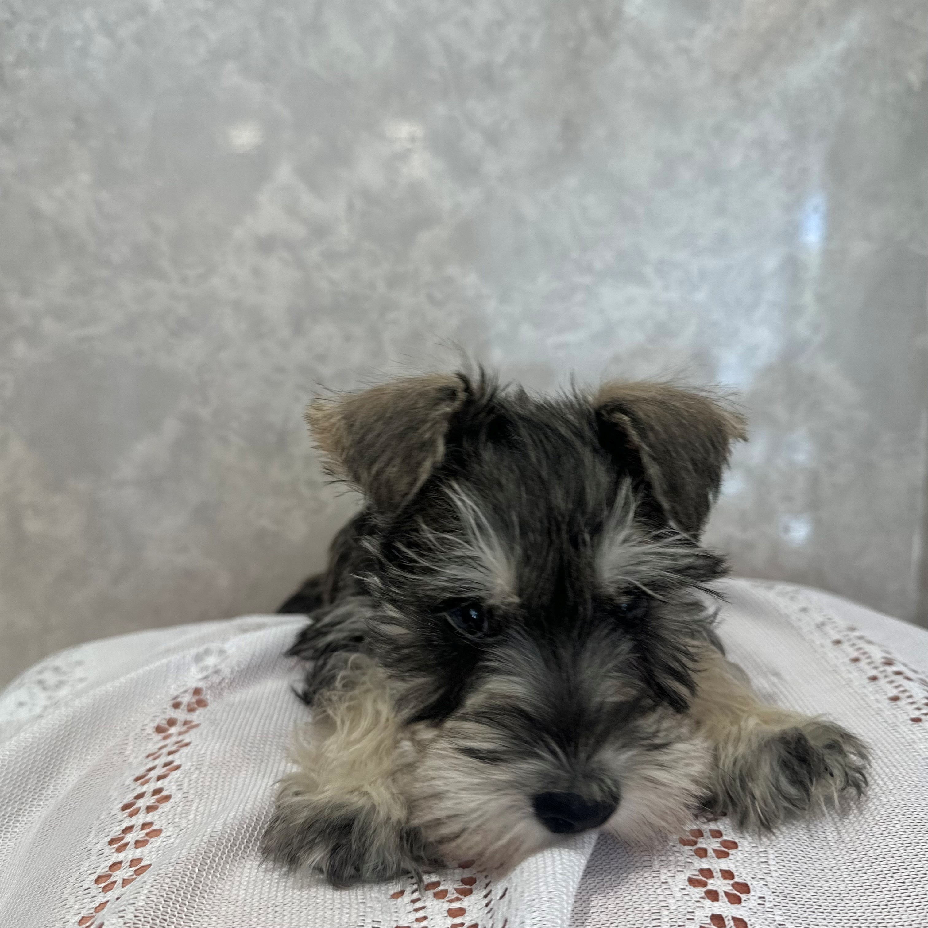 福岡県のミニチュアシュナウザー (犬の家＆猫の里くりえいと宗像店/2025年11月29日生まれ/女の子/ソルトペッパー)の子犬の4枚目の画像