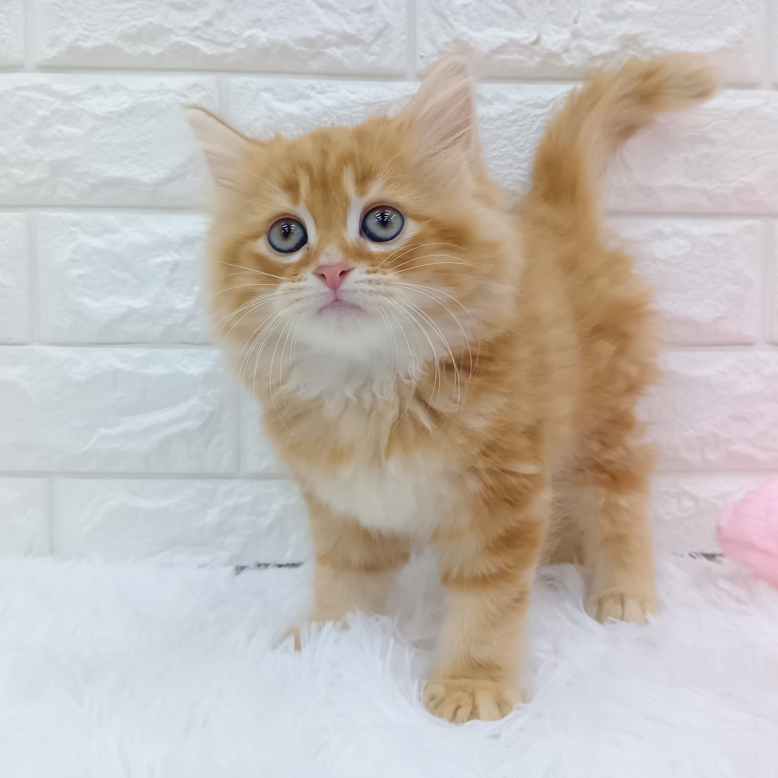 愛知県のミヌエット (犬の家＆猫の里MEGAドン・キホーテ東海名和店/2026年8月24日生まれ/男の子/レッドタビー)の子猫の4枚目の画像