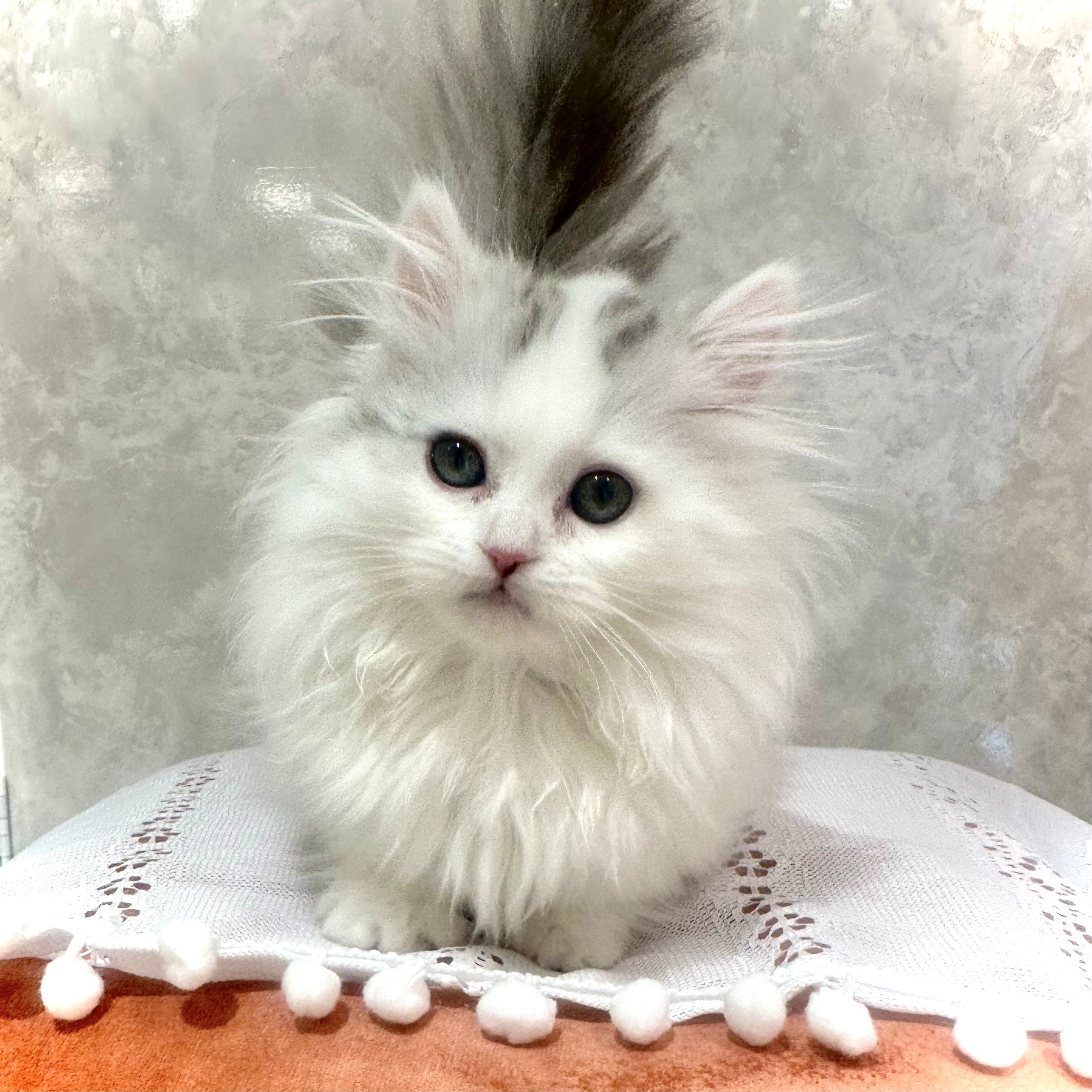 福岡県のミヌエット (犬の家＆猫の里くりえいと宗像店/2025年11月11日生まれ/女の子/シルバータビーホワイト)の子猫の4枚目の画像