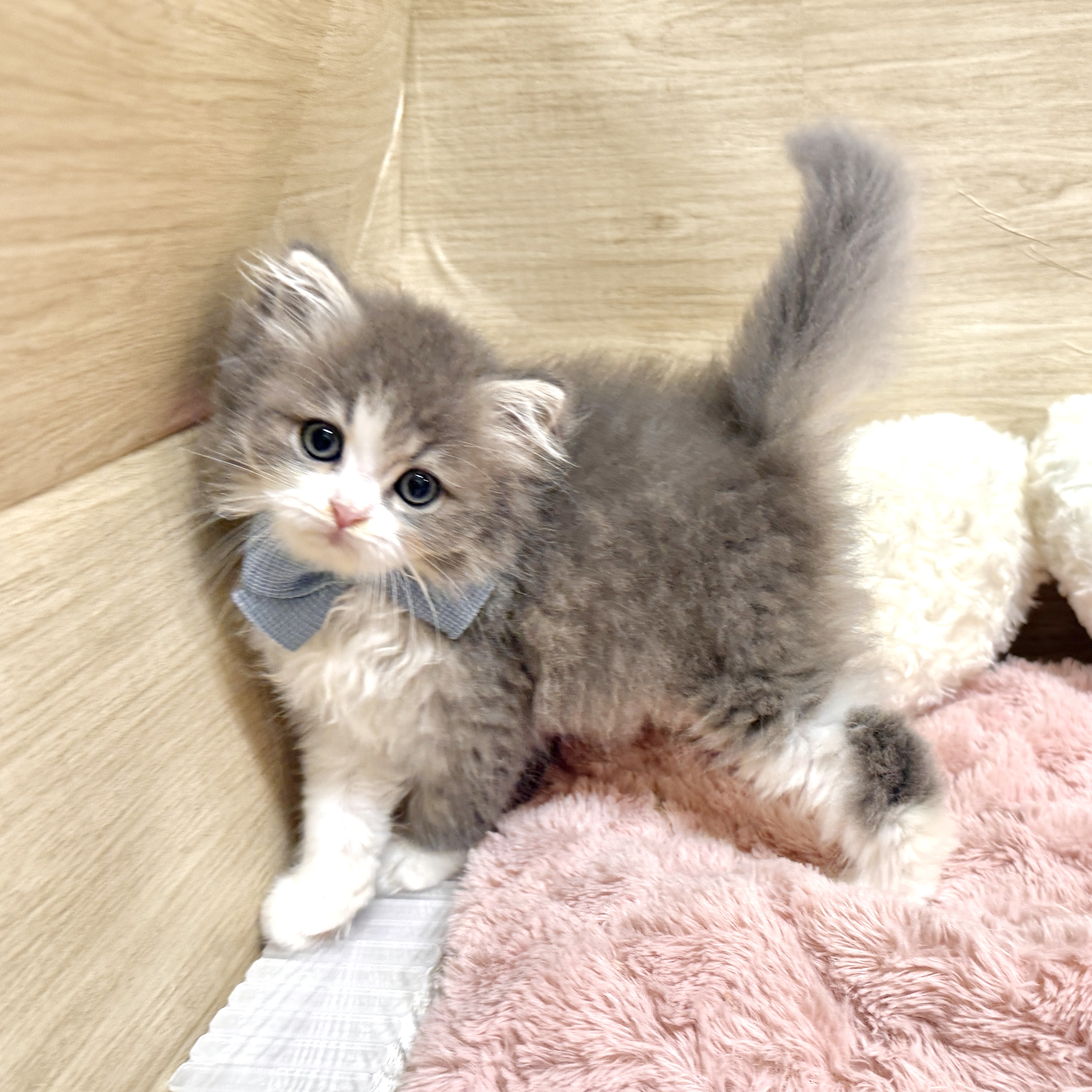 大阪府のラガマフィン (犬の家＆猫の里そよら東岸和田店/2026年7月18日生まれ/男の子/ブルーホワイト)の子猫の4枚目の画像