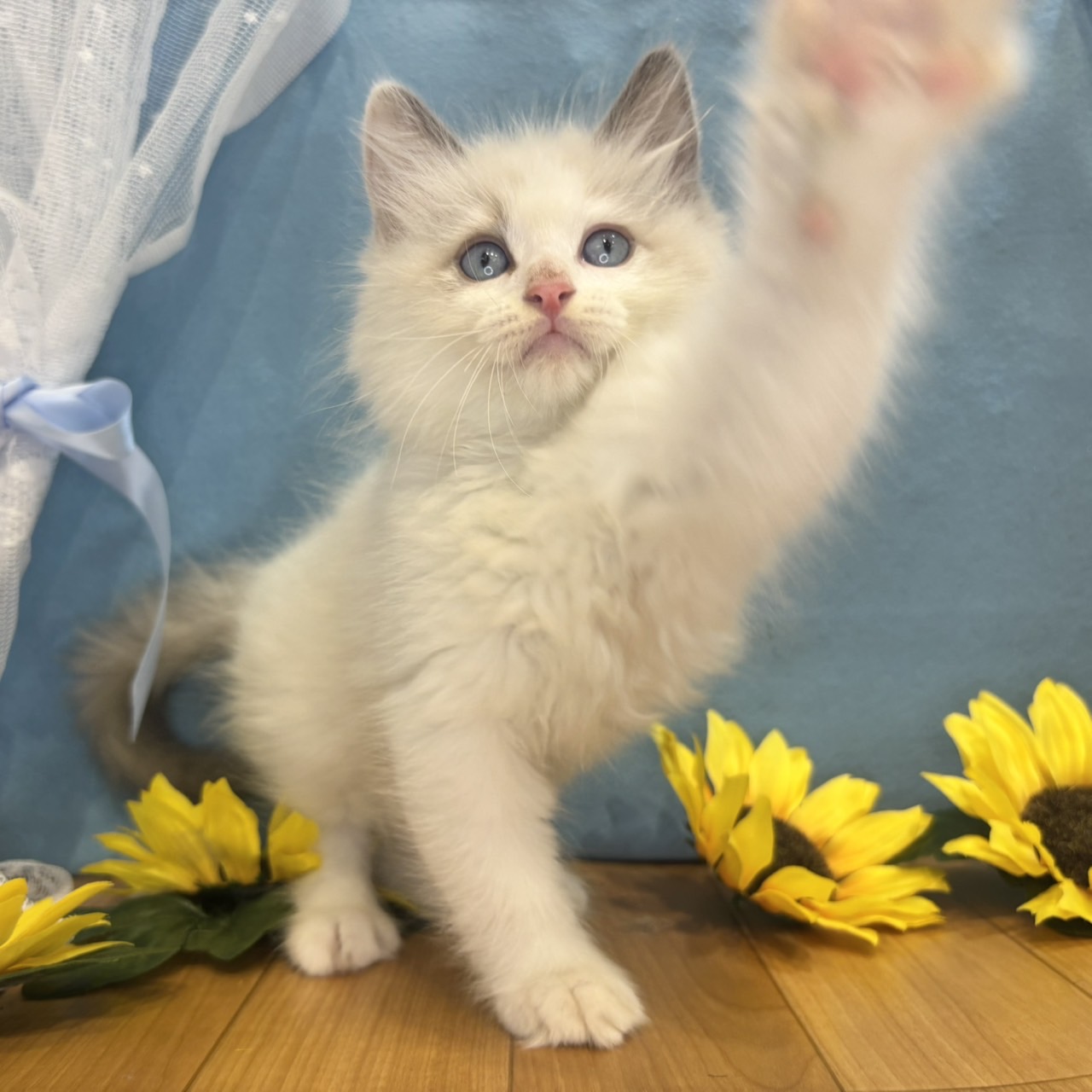 長野県のラグドール (犬の家＆猫の里カインズ梓川店/2026年4月24日生まれ/男の子/ブルーポイントバイカラー)の子猫の4枚目の画像