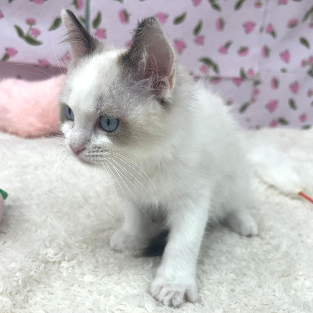 愛知県のラグドール (犬の家＆猫の里エアポートウォーク店/2026年5月8日生まれ/女の子/シールポイントバイカラー)の子猫の4枚目の画像
