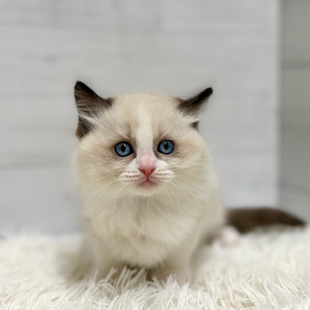 愛知県のラグドール (犬の家＆猫の里豊田店/2026年1月14日生まれ/男の子/シールポイントバイカラー)の子猫の4枚目の画像