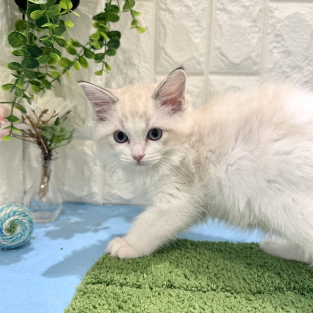 岡山県のラグドール (犬の家＆猫の里倉敷店/2026年6月6日生まれ/女の子/シールリンクスポイントバイカラー)の子猫の4枚目の画像