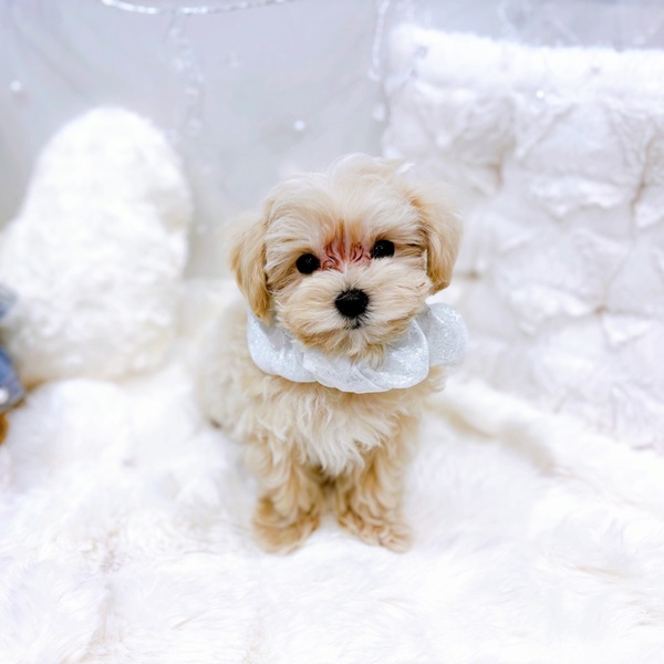 福井県のマルプー(マルチーズ×プードル) (犬の家＆猫の里福井店/2025年10月20日生まれ/男の子/クリームホワイト)の子犬の4枚目の画像