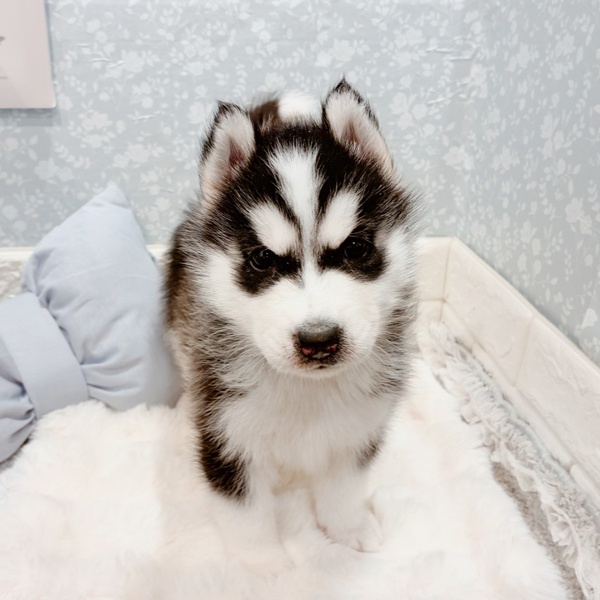 福井県のシベリアンハスキー (犬の家＆猫の里福井店/2025年12月5日生まれ/男の子/ブラックホワイト)の子犬の4枚目の画像