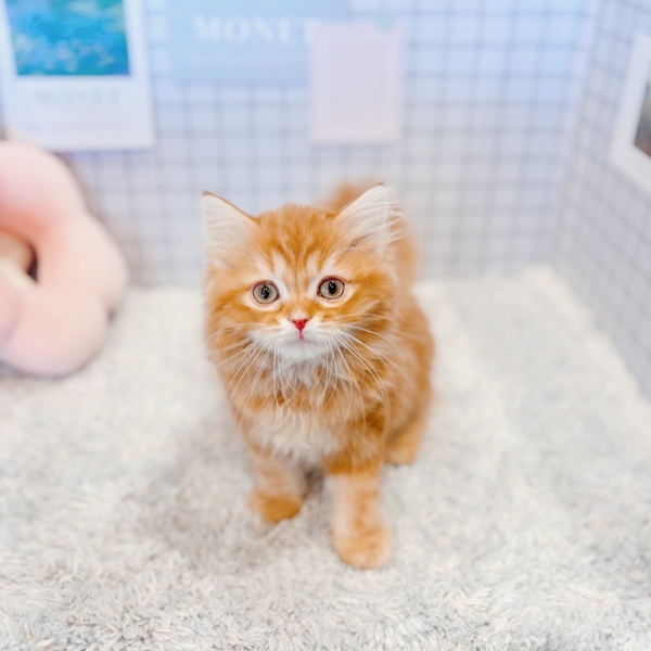 スコティッシュフォールド女の子の写真