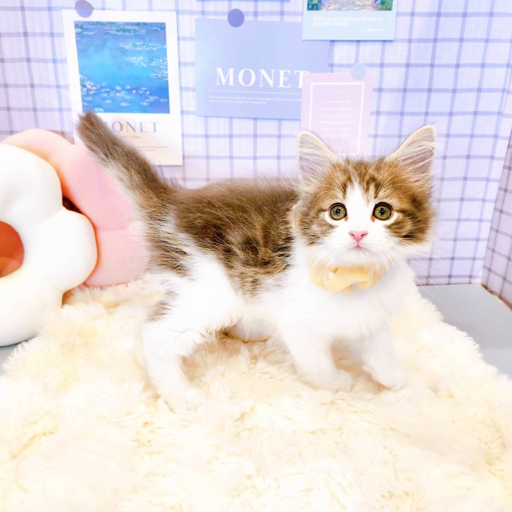 福井県のノルウェージャンフォレストキャット (犬の家＆猫の里福井店/2026年3月19日生まれ/女の子/ブルータビーホワイト)の子猫の4枚目の画像