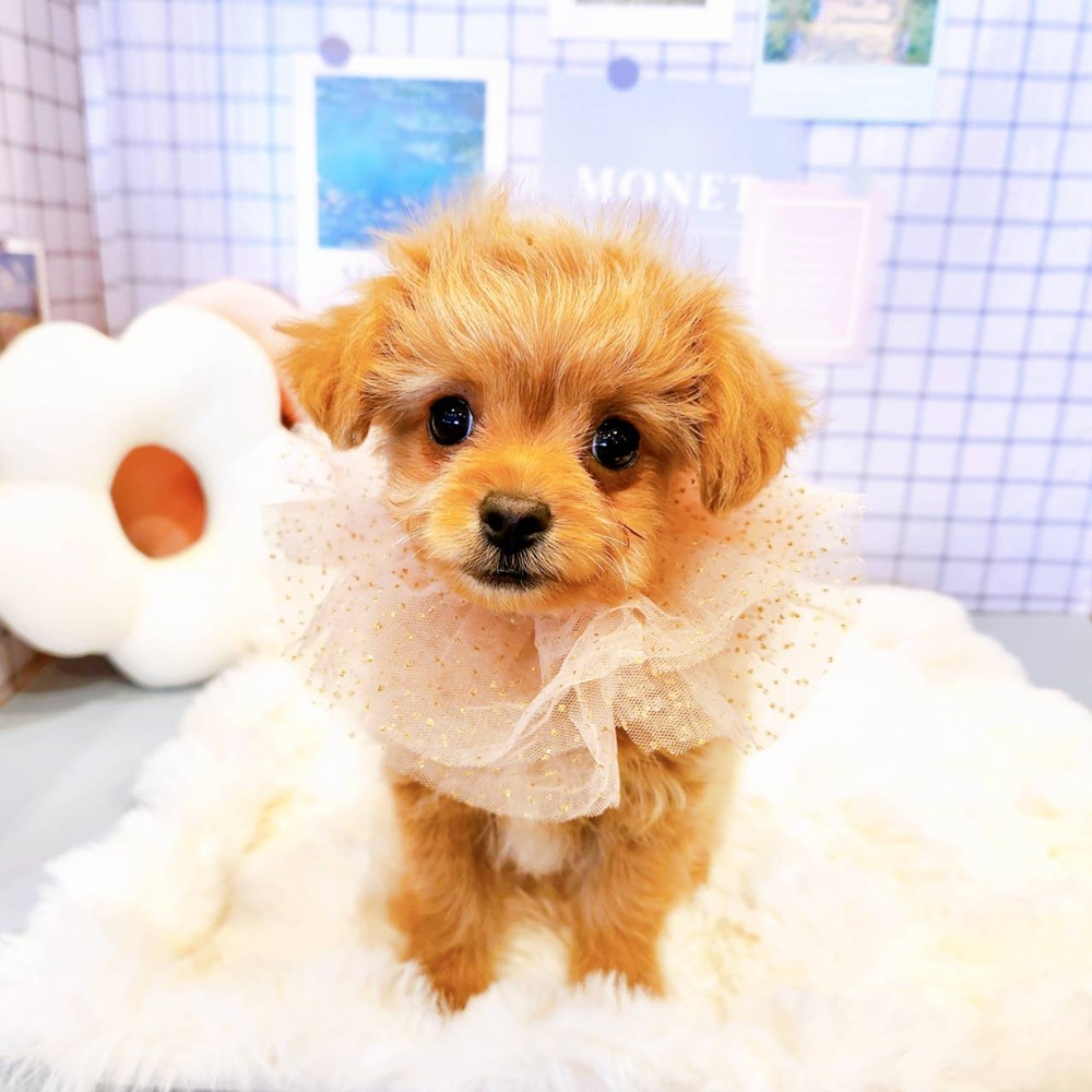 福井県のチワプー/プーチー(チワワ×プードル) (犬の家＆猫の里福井店/2026年3月20日生まれ/女の子/アプリコット)の子犬の4枚目の画像