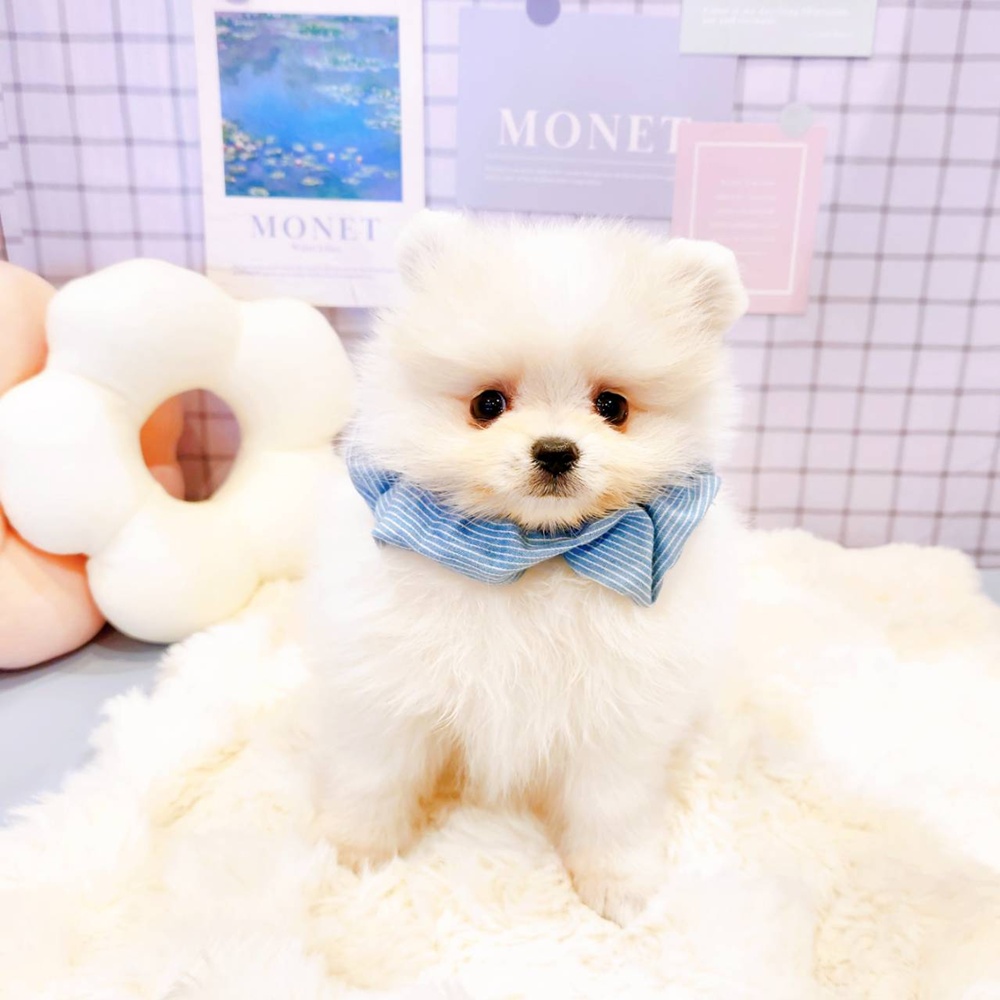 福井県のポメラニアン (犬の家＆猫の里福井店/2026年3月21日生まれ/男の子/クリームホワイト)の子犬の4枚目の画像
