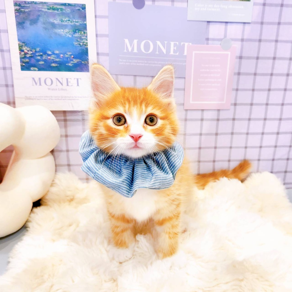 福井県のメインクーン (犬の家＆猫の里福井店/2026年3月24日生まれ/男の子/レッドタビーホワイト)の子猫の4枚目の画像