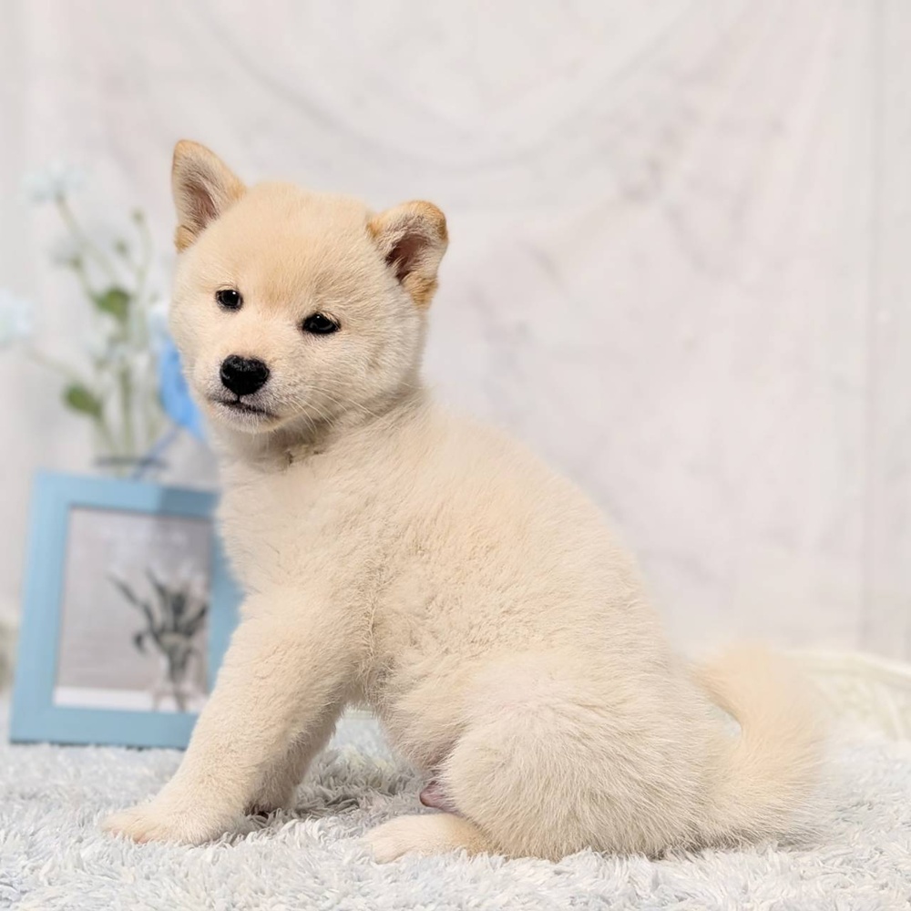 福井県の柴犬(標準サイズ) (犬の家＆猫の里福井店/2026年8月16日生まれ/男の子/白)の子犬の4枚目の画像