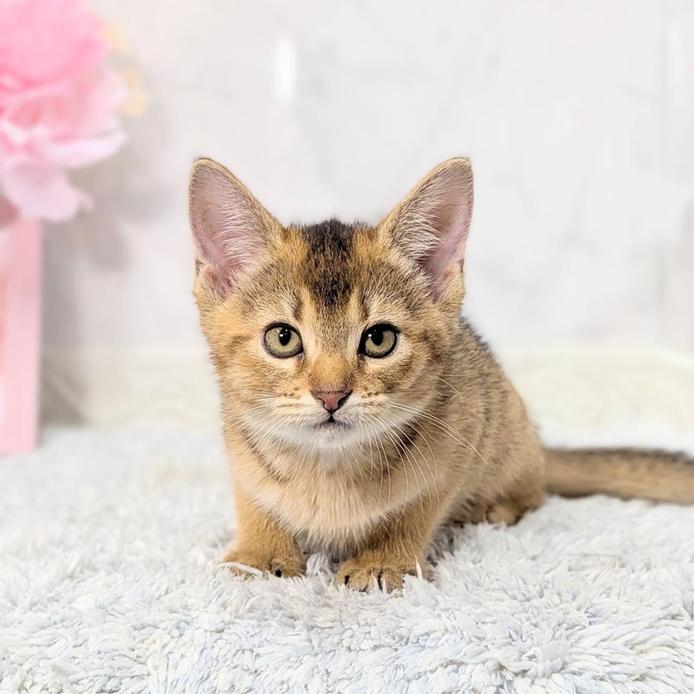福井県のアビシニアン (犬の家＆猫の里福井店/2026年8月18日生まれ/女の子/ルディ)の子猫の4枚目の画像