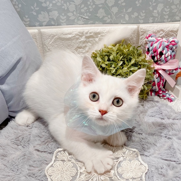 福井県のミヌエット (犬の家＆猫の里福井店/2025年5月10日生まれ/男の子/シルバー)の子猫の4枚目の画像