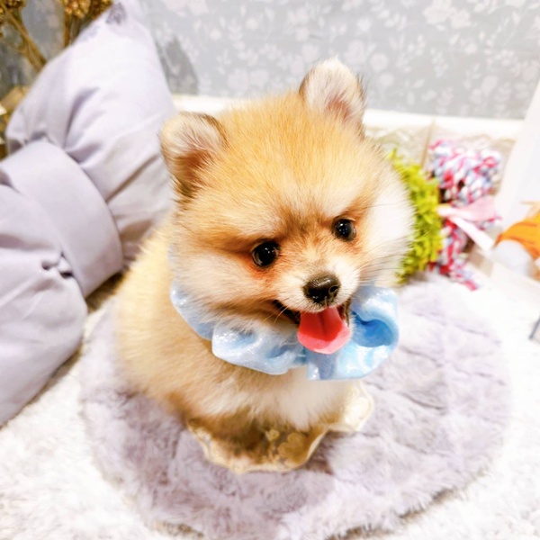 福井県のポメラニアン (犬の家＆猫の里福井店/2025年5月24日生まれ/男の子/オレンジセーブル)の子犬の4枚目の画像