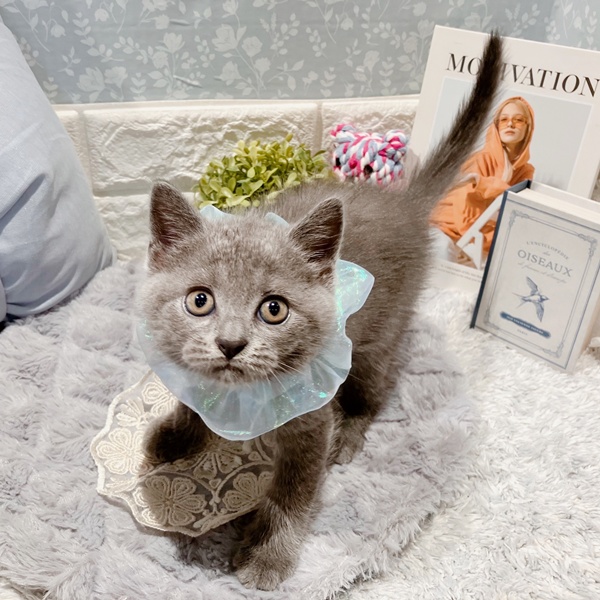 福井県のブリティッシュショートヘアー (犬の家＆猫の里福井店/2025年5月26日生まれ/男の子/ブルー)の子猫の4枚目の画像