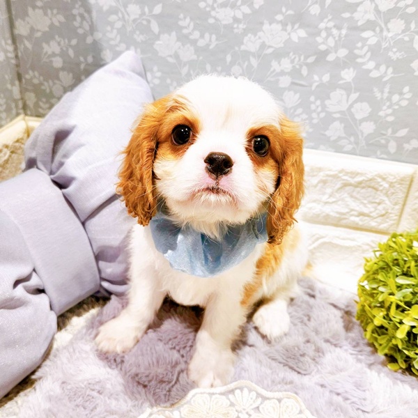 福井県のキャバリアキングチャールズスパニエル (犬の家＆猫の里福井店/2025年5月28日生まれ/男の子/ブレンハイム)の子犬の1枚目の画像