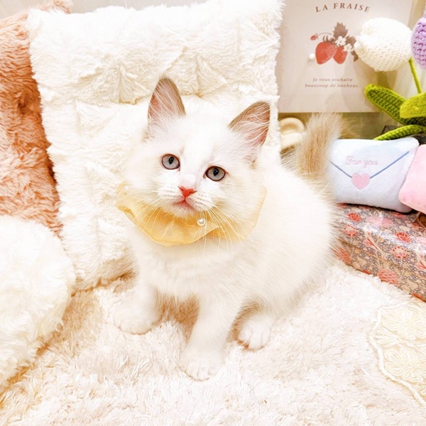 福井県のラグドール (犬の家＆猫の里福井店/2025年6月8日生まれ/女の子/ブルーポイントバイカラー)の子猫の4枚目の画像