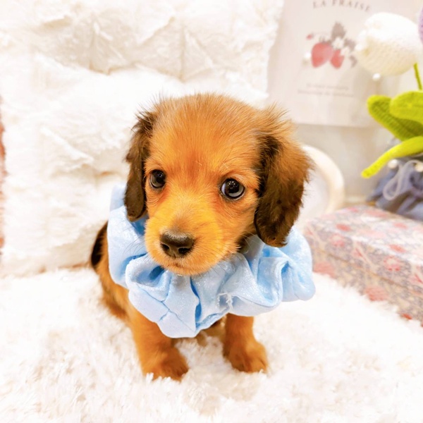 福井県のミニチュアダックスフンド(ロング) (犬の家＆猫の里福井店/2025年6月7日生まれ/男の子/シェーデットイエロー)の子犬の4枚目の画像