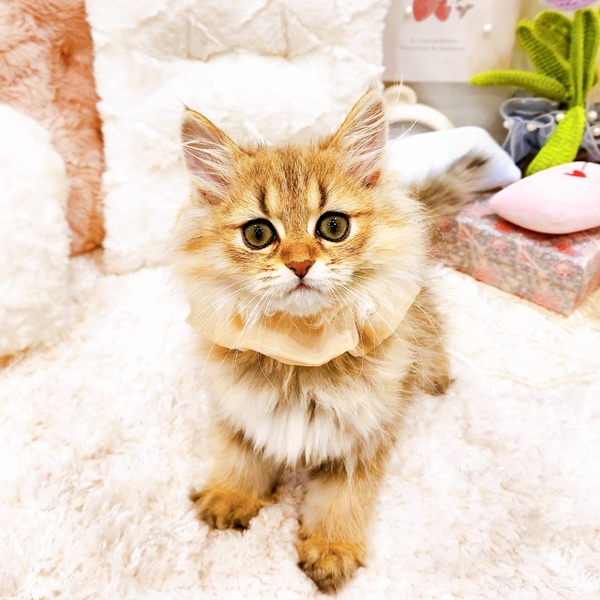福井県のペルシャ (犬の家＆猫の里福井店/2025年5月29日生まれ/女の子/チンチラゴールデン)の子猫