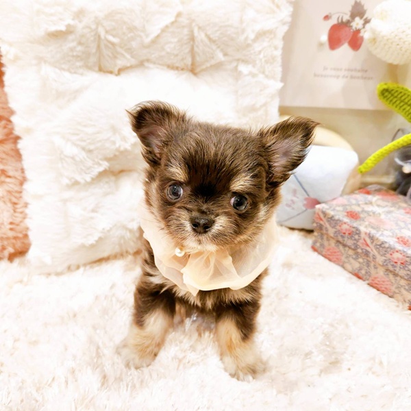 福井県のチワワ(ロング) (犬の家＆猫の里福井店/2025年6月10日生まれ/女の子/ブルータン)の子犬の4枚目の画像