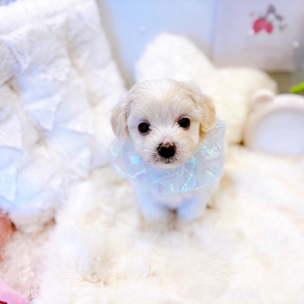 福井県のハーフ犬・ミックス犬 (犬の家＆猫の里福井店/2025年6月14日生まれ/男の子/クリーム)の子犬の4枚目の画像