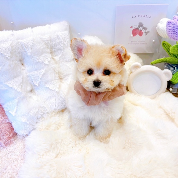 福井県のポメプー(ポメラニアン×プードル) (犬の家＆猫の里福井店/2025年6月16日生まれ/女の子/クリーム)の子犬の4枚目の画像