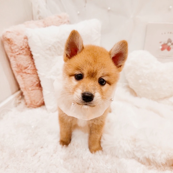 福井県のポメ柴/豆ポメ/ポメ豆柴(ポメラニアン×柴犬) (犬の家＆猫の里福井店/2025年7月28日生まれ/女の子/赤)の子犬の4枚目の画像