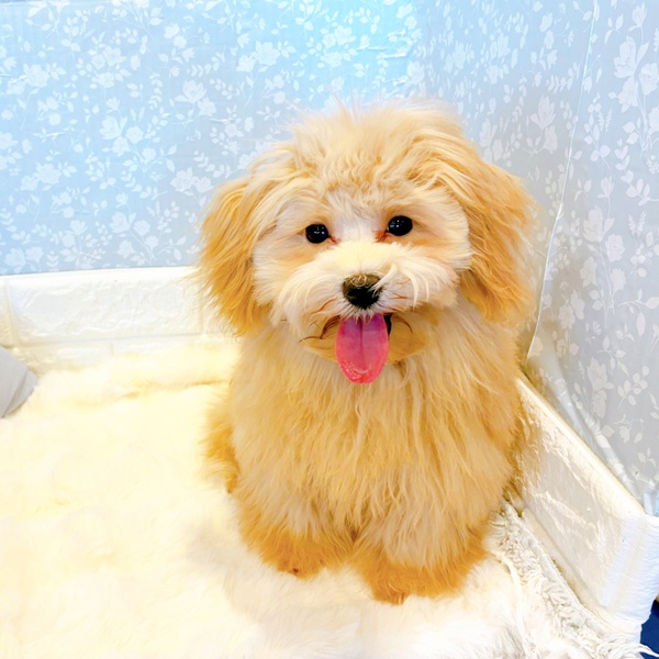 福井県のマルプー(マルチーズ×プードル) (犬の家＆猫の里福井店/2025年8月18日生まれ/女の子/アプリコット)の子犬の4枚目の画像