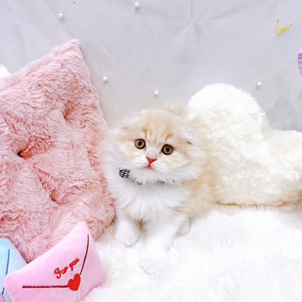 福井県のスコティッシュフォールド (犬の家＆猫の里福井店/2025年9月24日生まれ/男の子/クリームタビーホワイト)の子猫の4枚目の画像