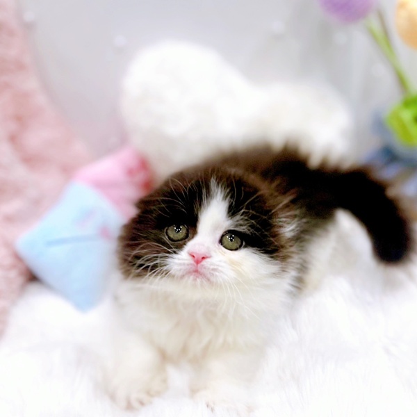 福井県のスコティッシュフォールド (犬の家＆猫の里福井店/2025年9月28日生まれ/女の子/ブラックホワイト)の子猫の4枚目の画像