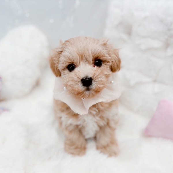 福井県のマルプー(マルチーズ×プードル) (犬の家＆猫の里福井店/2025年10月19日生まれ/女の子/クリーム)の子犬の1枚目の画像