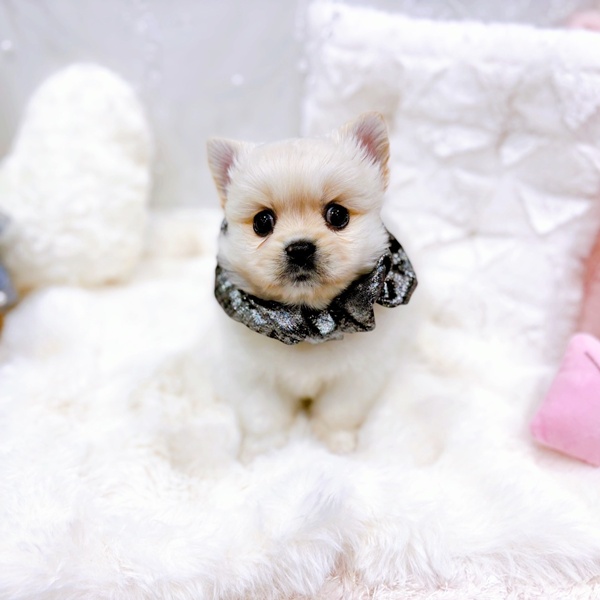 福井県のペキポメ/ポメペキ(ペキニーズ×ポメラニアン) (犬の家＆猫の里福井店/2025年10月21日生まれ/男の子/クリーム)の子犬の4枚目の画像