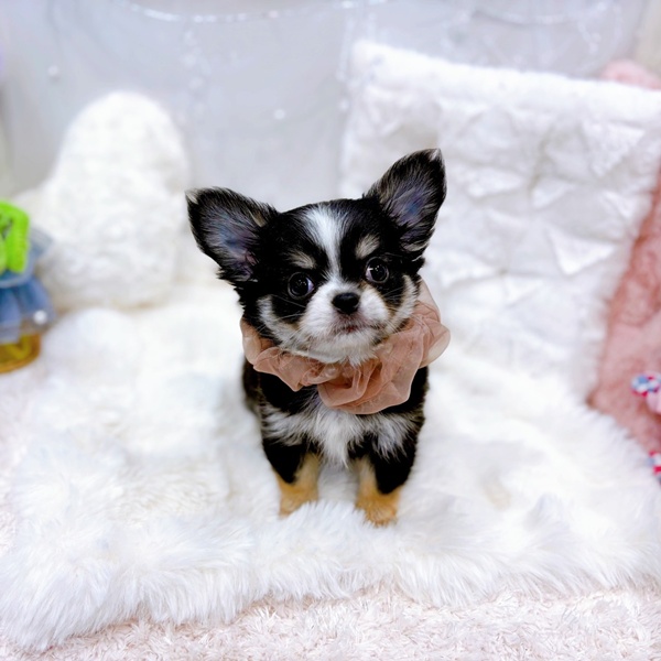 福井県のチワワ(ロング) (犬の家＆猫の里福井店/2025年10月20日生まれ/女の子/ブラックタンホワイト)の子犬の4枚目の画像