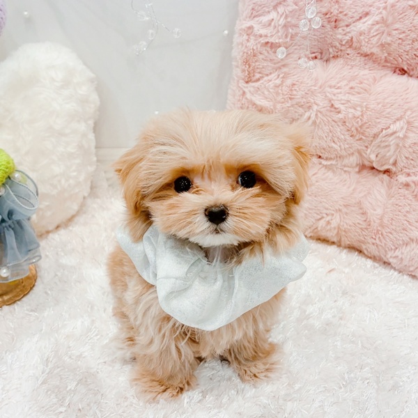 福井県のマルプー(マルチーズ×プードル) (犬の家＆猫の里福井店/2025年10月22日生まれ/男の子/アプリコット)の子犬の1枚目の画像