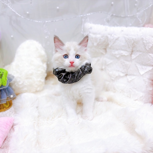 福井県のラグドール (犬の家＆猫の里福井店/2025年10月22日生まれ/男の子/ブルーポイントバイカラー)の子猫の4枚目の画像