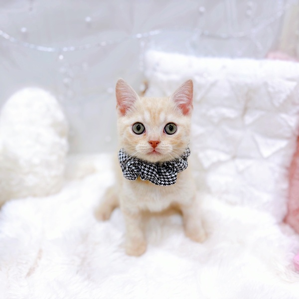 福井県のスコティッシュストレート (犬の家＆猫の里福井店/2025年10月21日生まれ/男の子/クリームタビー)の子猫の4枚目の画像