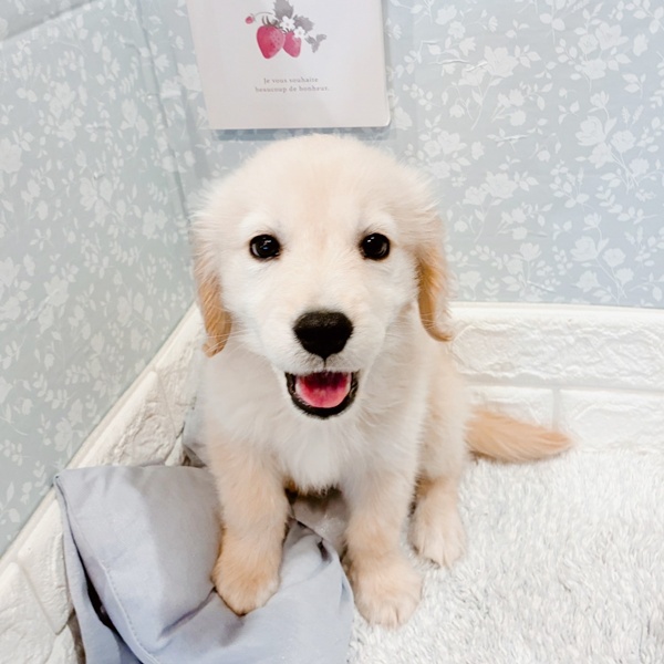 福井県のゴールデンレトリバー (犬の家＆猫の里福井店/2025年10月24日生まれ/女の子/クリーム)の子犬